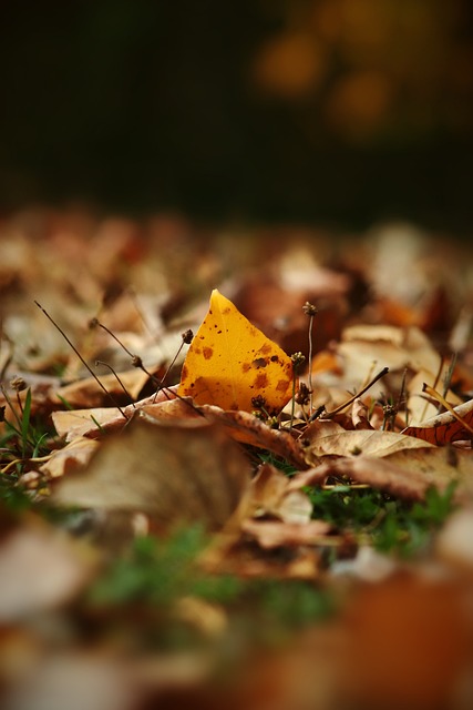 还着重于培 还着重于培