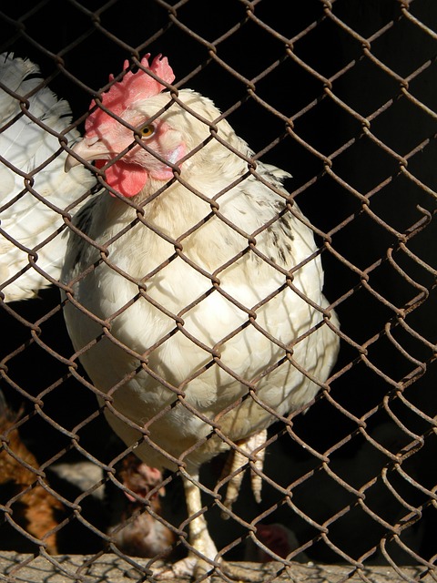 宋亚东的成 宋亚东的成